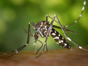 Aedes-albopictus-d8379e665d8651e4c989579b10f54ad1