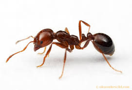 ψεκασμος μυρμηγκιων